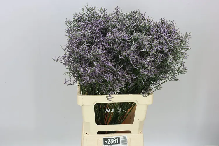 Limónium Saf Lilac 70 cm