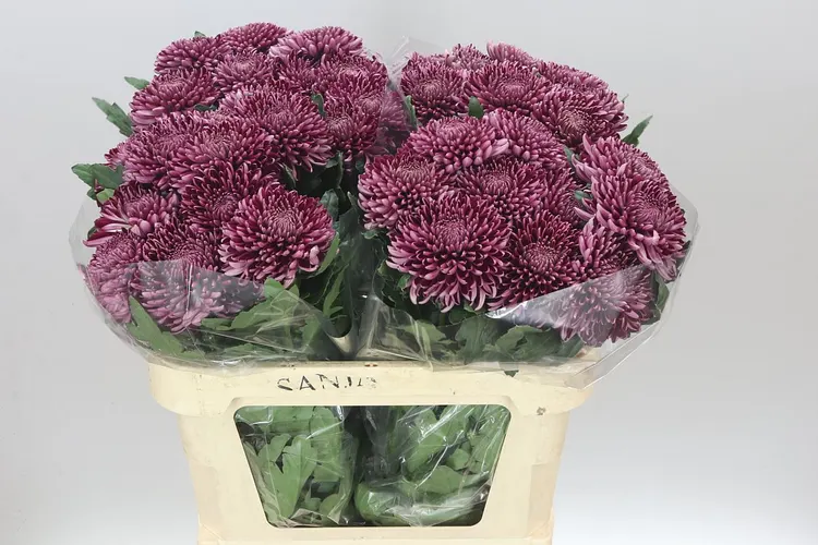 Chr G Bigoudi Purple 75 cm