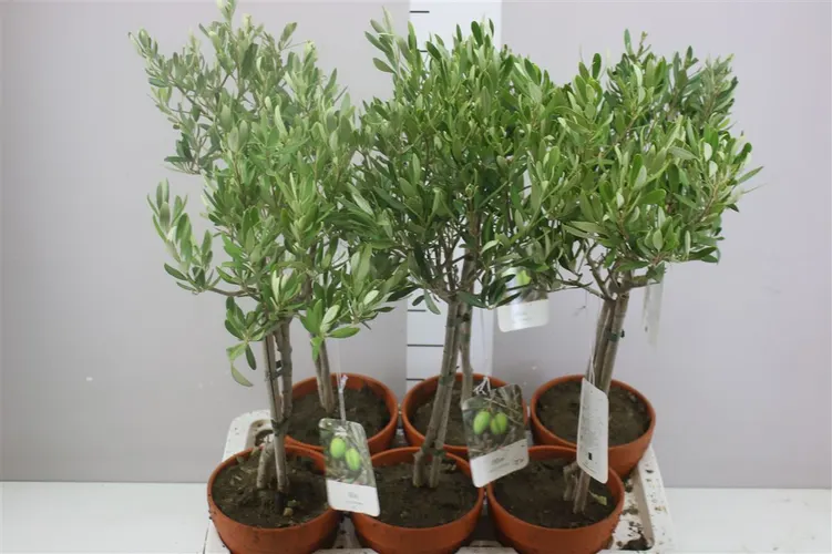 Olea Europaea In Stenen Pot črepník 16 cm