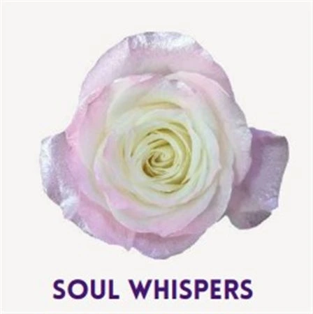 Ruža farbená Soul Whispers, Ekvádor 50 cm