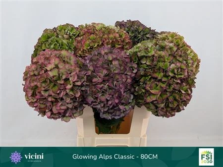 Hortenzia Glow Alps Purple Classic 80 cm