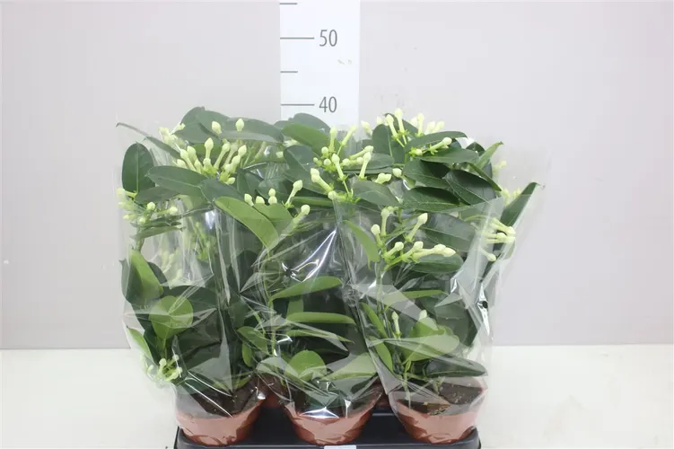 Stephanotis Fleur Parfum 3-5 črepník 12 cm