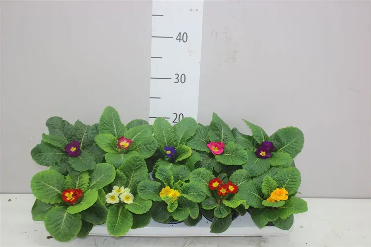Primula Acaulis Gemengd črepník 10,5 cm