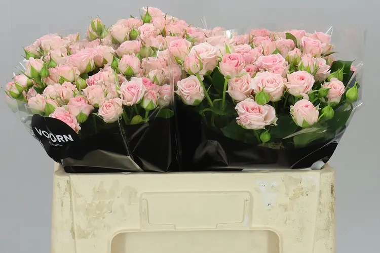 Rosa Tr Aerobic 50 cm