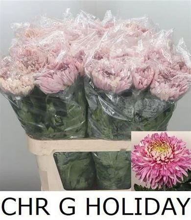 Chryzantéma veľkokvetá Holiday 85 cm