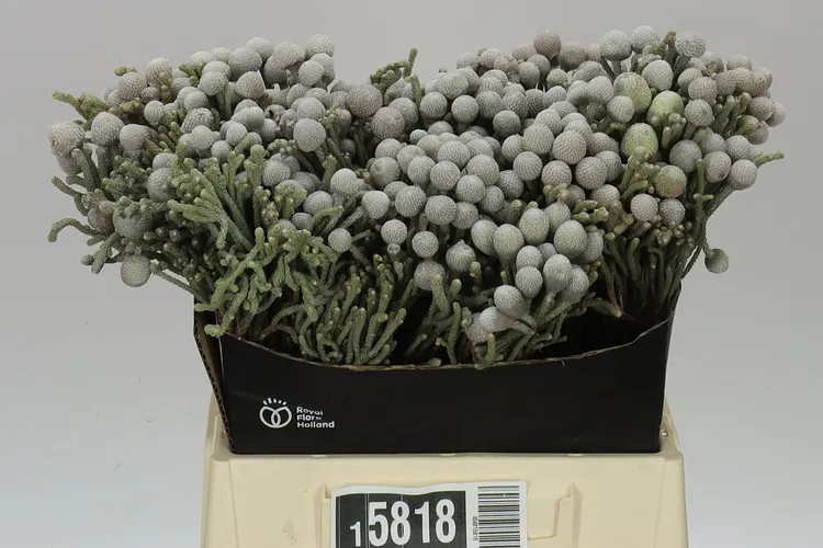 Kaaps Brunia Silver 40 cm