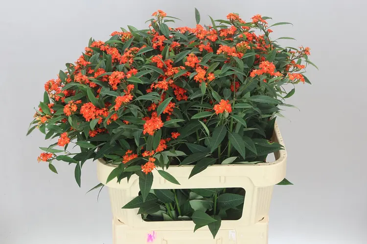 Euphorbia F T Queen Orange 75 cm