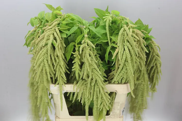 Amaranthus Ca Green Pearl 80 cm