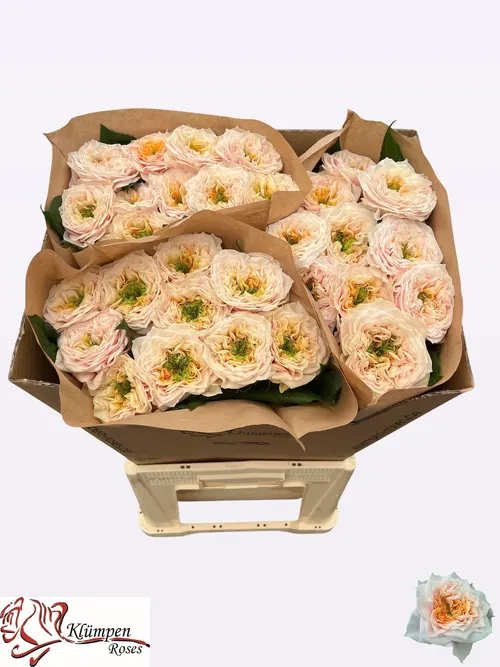 R Gr Sira Gardens! 70 cm