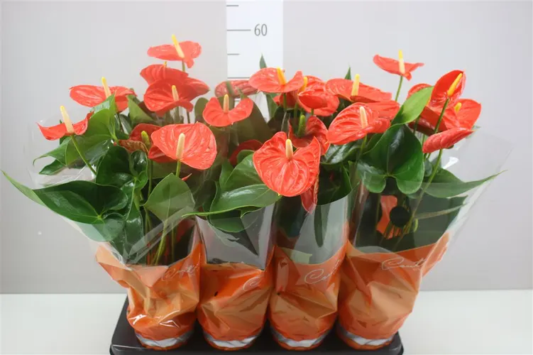 Anth An Sierra Orange črepník 14 cm