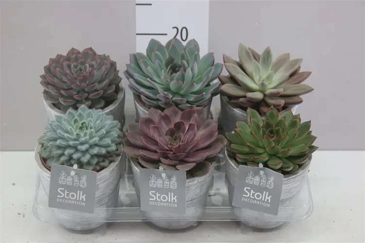 Echeveria Herfstmix White Wash v keramike črepník 11 cm