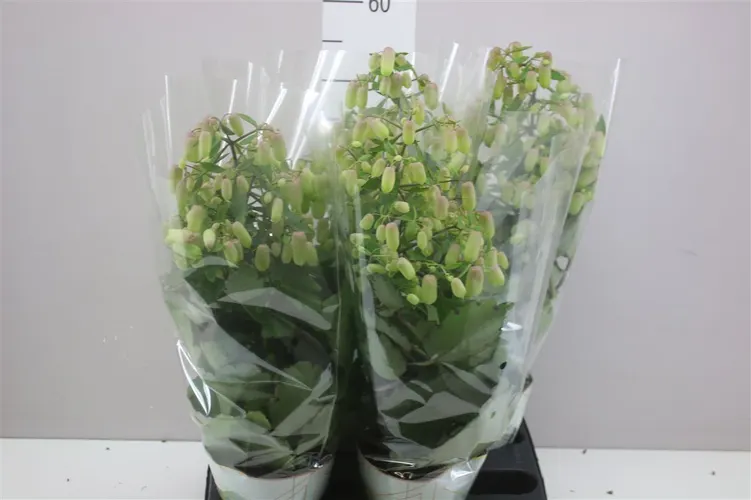 Kalanchoe Magic Bell črepník 14 cm