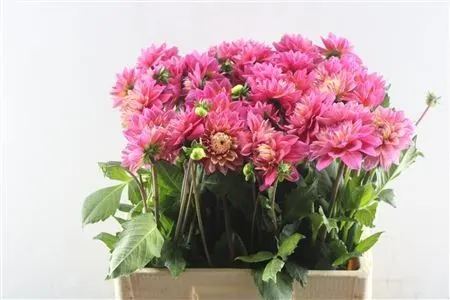 Dahlia Happy Salmon 50 cm