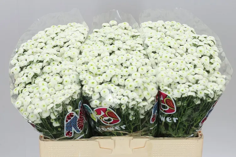 Sant Mad Lumie White 55 cm