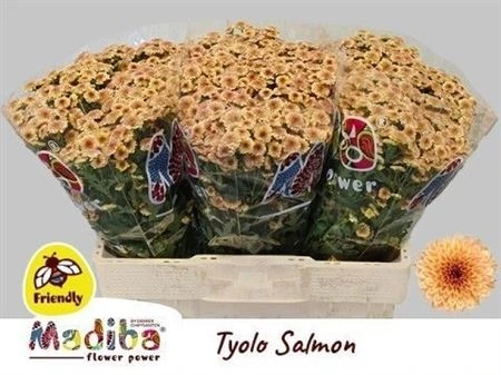 Chryzantéma santini Mad Tiolo Salm 55 cm
