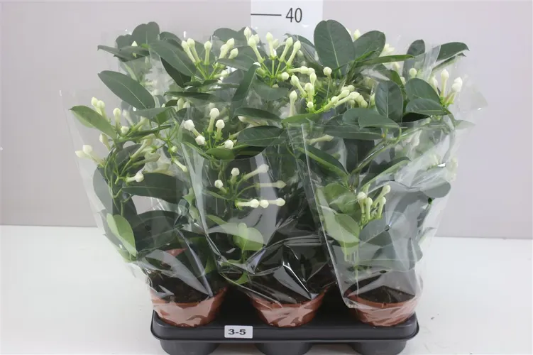 Stephanotis Fleur Parfum 3-5 črepník 12 cm