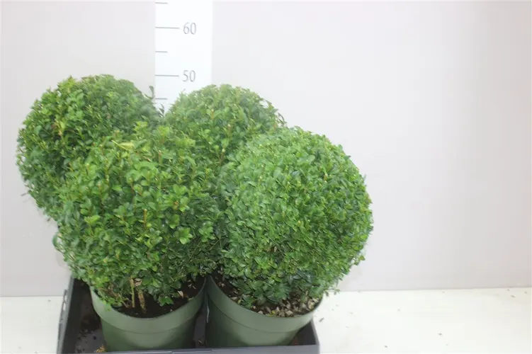 Buxus Semp Bol 25cm črepník 21 cm