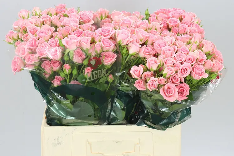 Ruža trsová Odilia 60 cm
