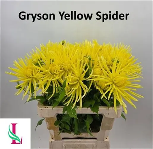 Dahlia Spider Yellow 60 cm