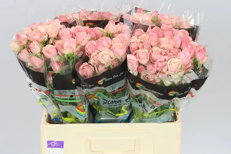 Rosa Tr Destini 60 cm