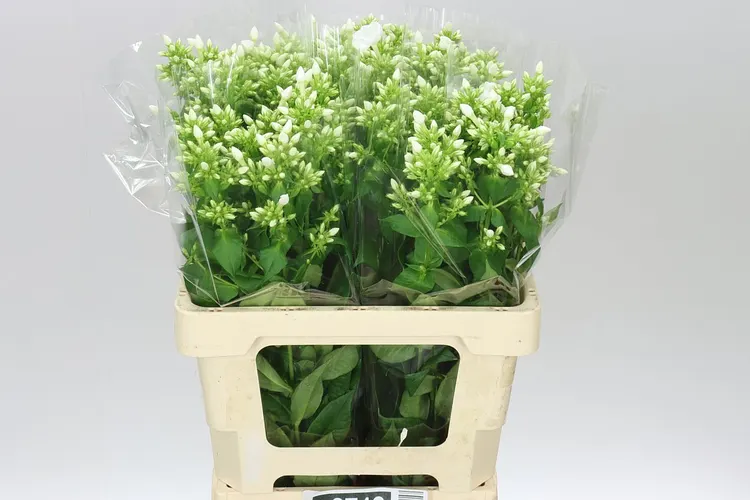 Phlox P Danielle White 60 cm
