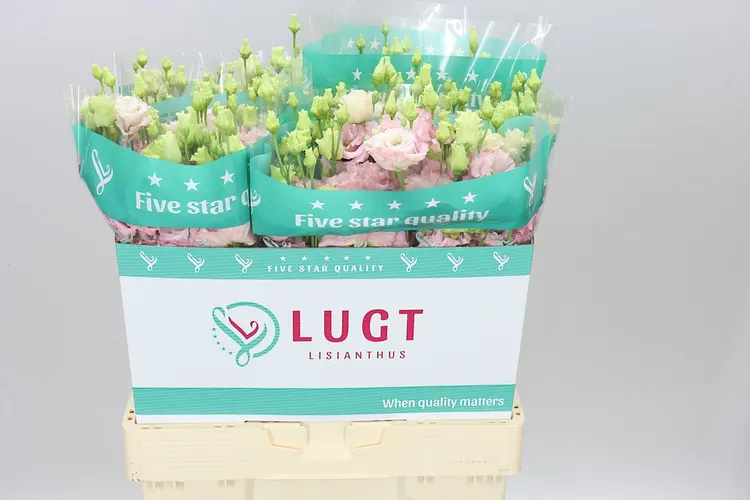 Eust Du Alissa L Pink 70 cm