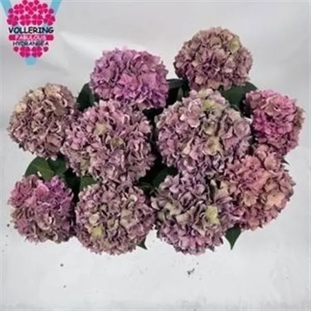 Hyd Rodeo Purple Classic 60 cm