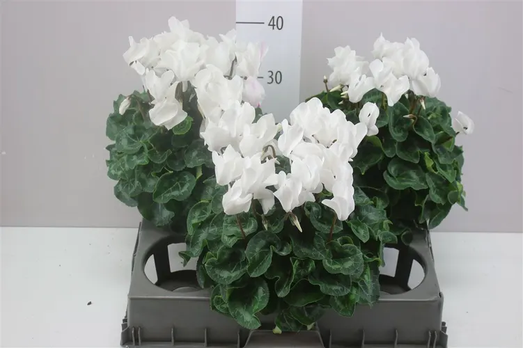 Cyklámen veľkokvetý S S Xl biely črepník 15 cm