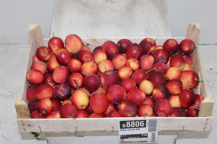 Malus Red Per Bak