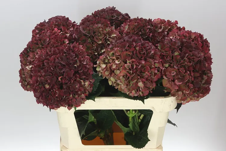 Hortenzia Ruby Pink Classic 80 cm