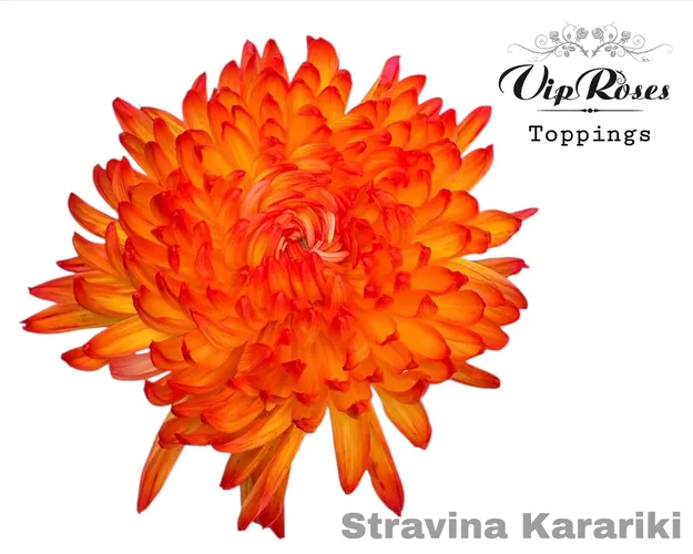 Chr G Stravina Kakariki 65 cm