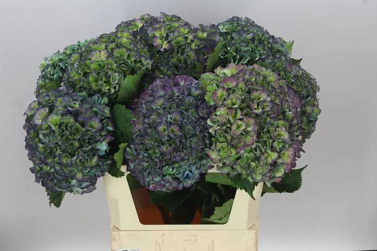 Hortenzia Parade Classic 80 cm