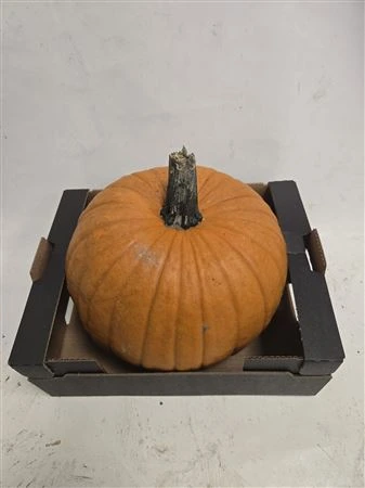 Okrasná tekvica Maxima Halloween 28 cm