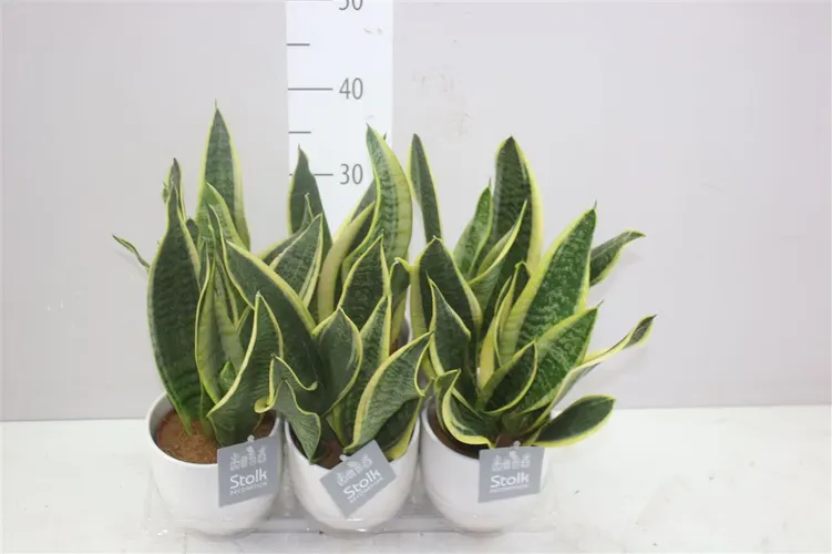 Sansevieria Tr Futura Superba Liv v keramike črepník 13 cm