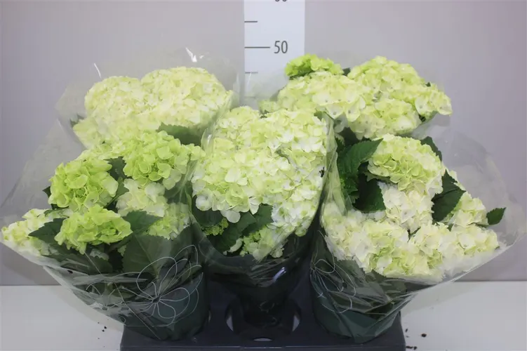 Hortenzia črepníková Hi Frost White 7-8 črepník 14 cm