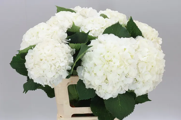 Hydrangea Verena White 60 cm