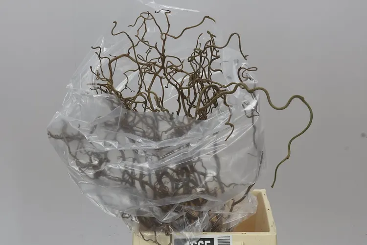 Corylus 50 cm