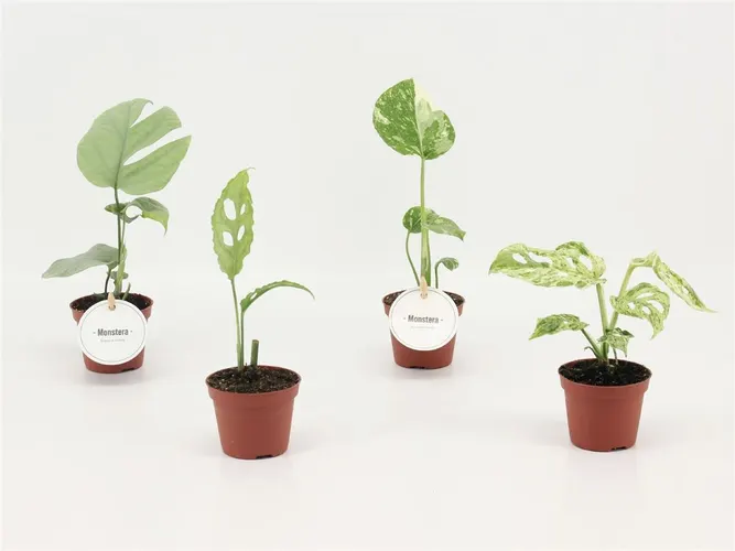 Monstera mix črepník 6 cm
