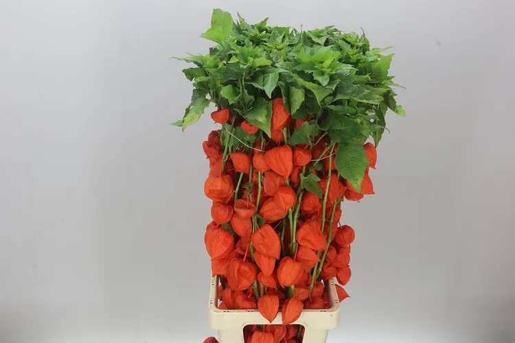 Physalis Orange 90 cm