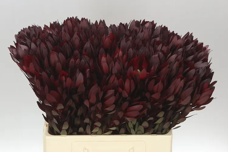 Leucadendron Safari Sunset 60 cm