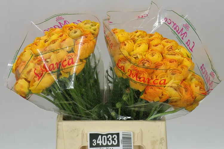 Iskerník . Kl S Saffron 40 cm