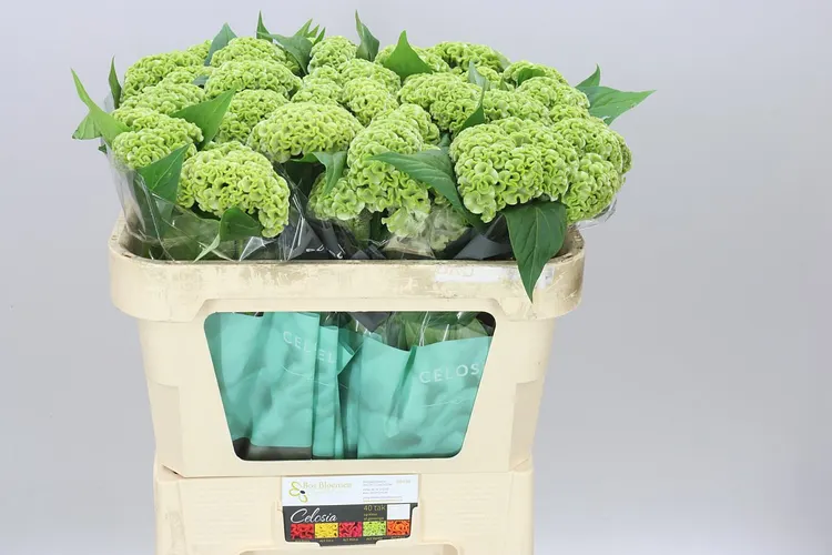 Celosia Act Verda 72 cm