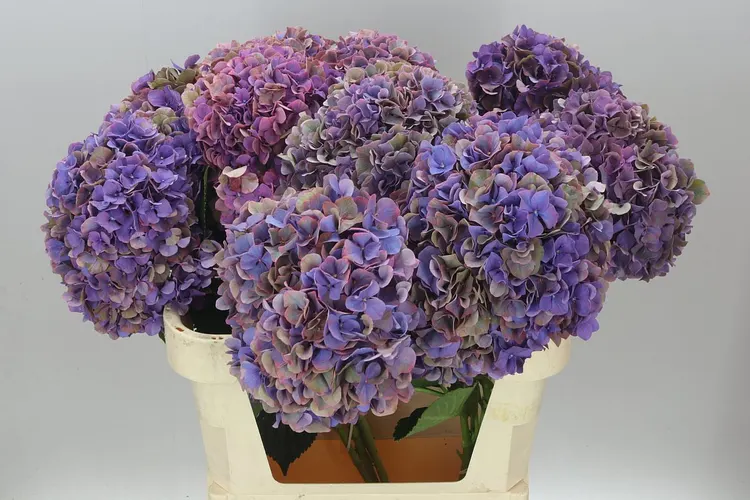 Hydrangea Glowing Alps Classic Purple 80 cm