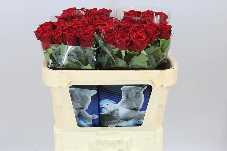 Ruža Red Naomi Meeuw 70 cm
