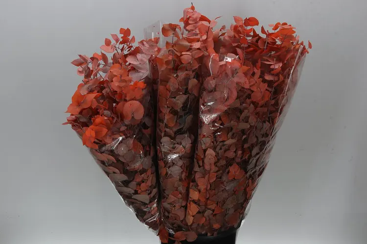 Stabilizovaný eukalyptus stuartiana, oranžový 75 cm