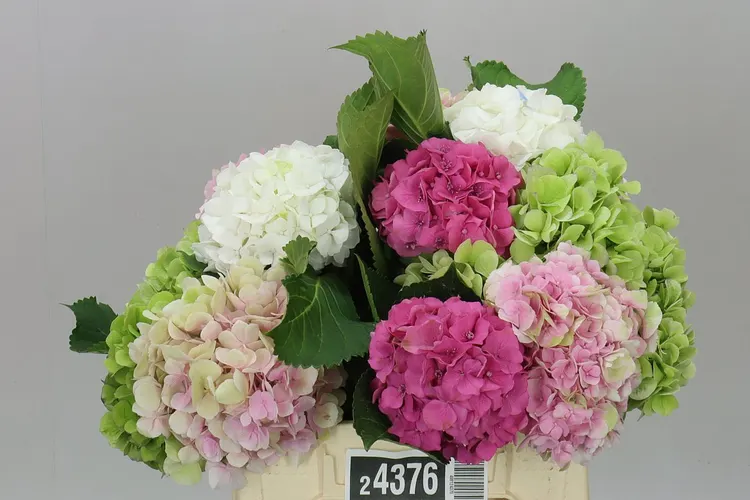 Hortenzia mix 40 cm