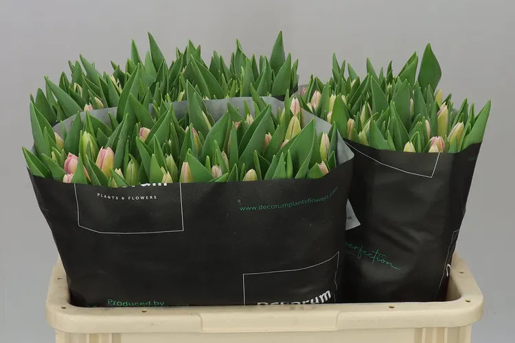 Tulipa En Tom Pouce 40 cm