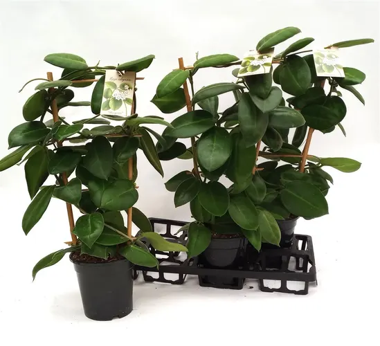 Hoya Stargazer Rek črepník 17 cm