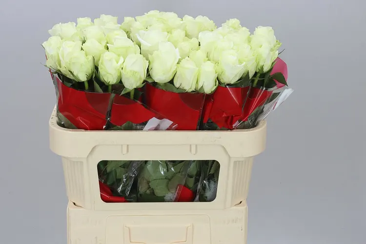 Rosa Gr Countdown 70 cm