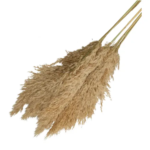 Sušená pampová tráva 100 cm